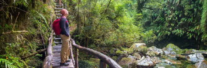 Descubriendo la diversidad de plantas y árboles de los bosques de Chile